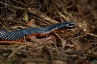 Pakobra cervenobricha - Pseudechis porphyriacus - Red-bellied Black Snake 8170